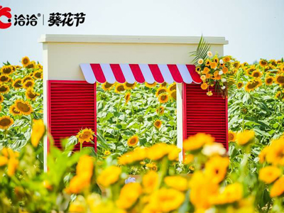 在阿勒泰2000亩的金色葵海中，溯源一粒瓜子的向阳之旅